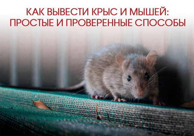 Как вывести крыс и мышей в Люберцах: простые и проверенные способы