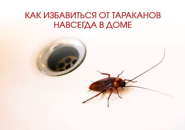Как избавиться от тараканов в доме в Люберцах