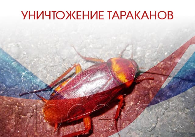 Уничтожение тараканов в Люберцах