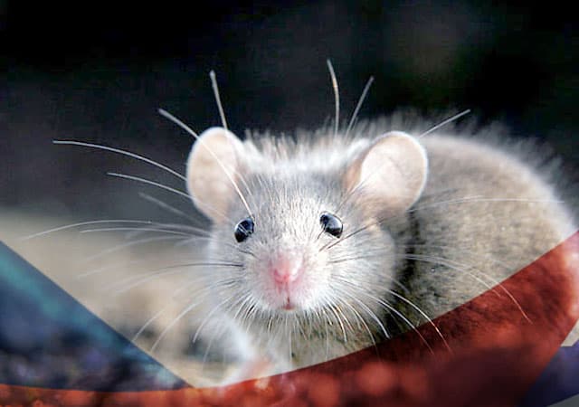 Уничтожение мышей в Люберцах